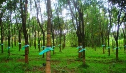 Phát hiện thi thể bị đâm nhiều nhát dao trong rừng cao su